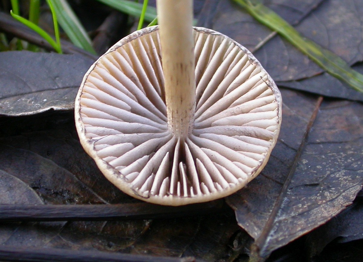 psathyrella-gracilis